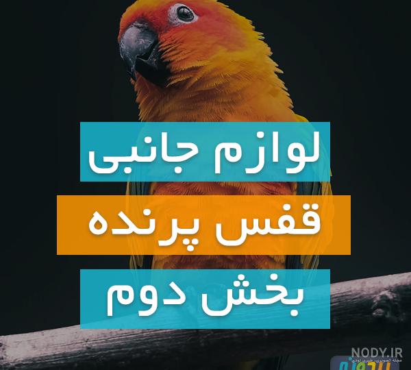 عکس طوطی قفس عکس طوطی قفس