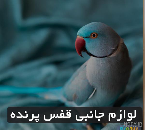 عکس طوطی در قفس کودکانه عکس طوطی در قفس کودکانه