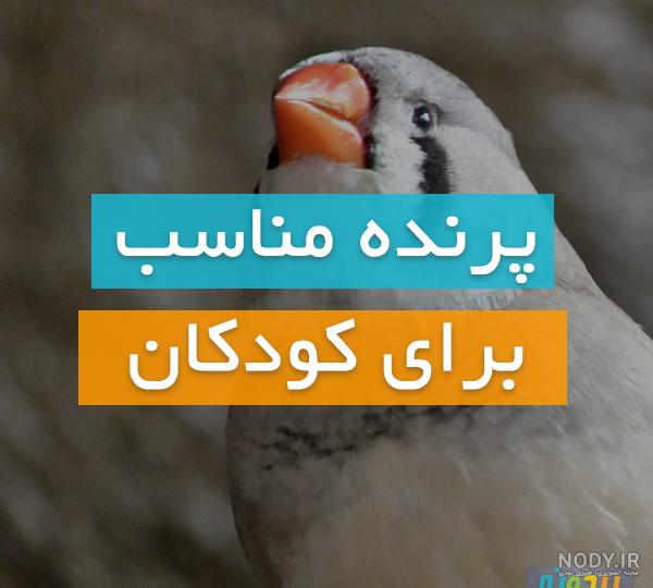 عکس قفس طوطی برزیلی عکس قفس طوطی برزیلی