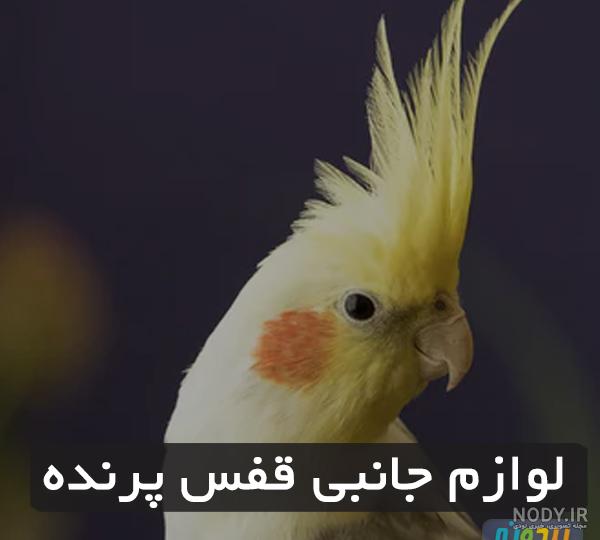 عکس قفسه طوطی عکس قفسه طوطی