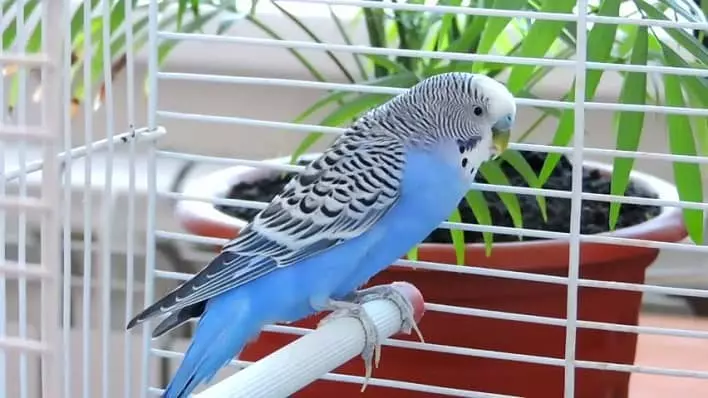 عکس مرغ عشق انگلیسی