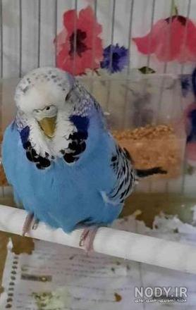 عکس مرغ عشق انگلیسی عکس مرغ عشق انگلیسی