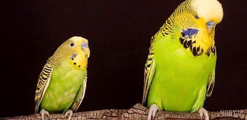 عکس مرغ عشق انگلیسی ماده - عکس نودی