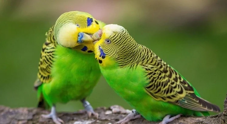 عکس مرغ عشق انگلیسی گرید b