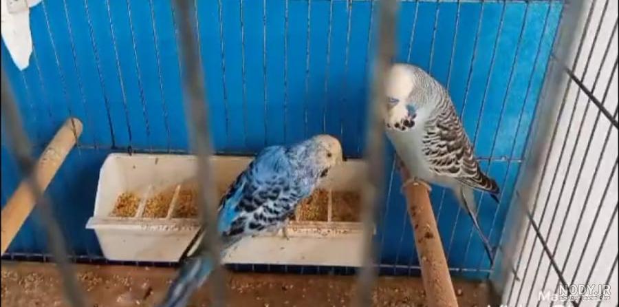 عکس مرغ عشق انگلیسی گرید b