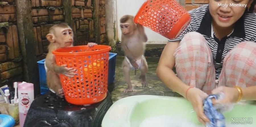 عکس نی نی با گربه عکس نی نی با گربه