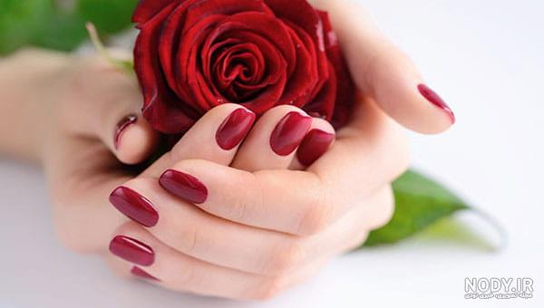 عکس چند شاخه گل رز قرمز عکس چند شاخه گل رز قرمز