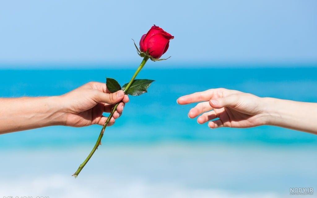 عکس چند شاخه گل رز قرمز عکس چند شاخه گل رز قرمز