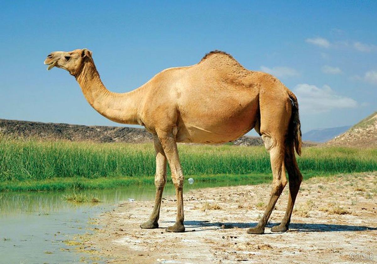 مشرق نیوز - عکس/ دوشیدن شیر شتر را دیده‌اید؟