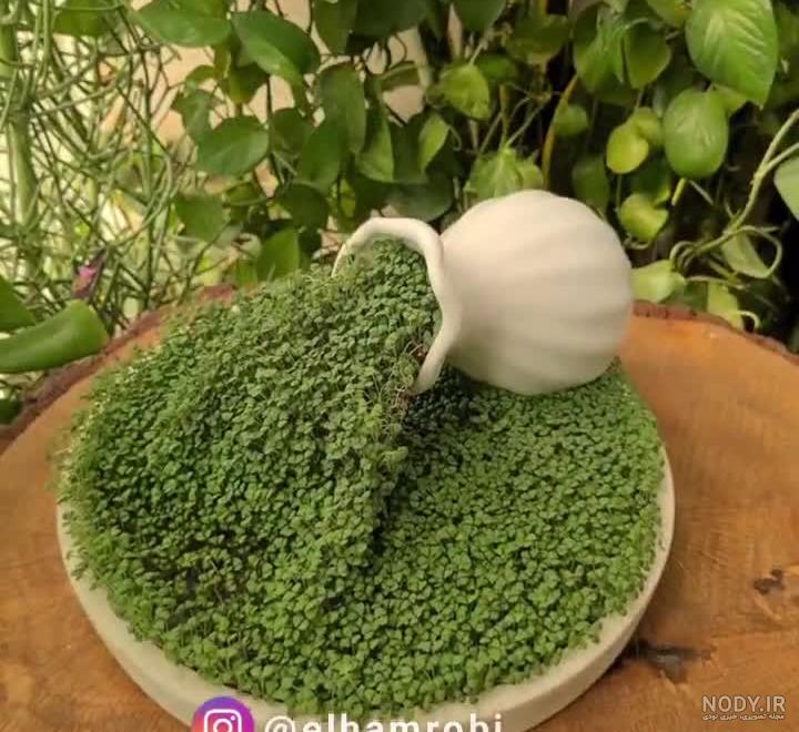 کاشت سبزه تخم شربتی عید (بذر ریحان) با روش بسیار جالب 😍🥰 - YouTube کاشت سبزه تخم شربتی عید (بذر ریحان) با روش بسیار جالب 😍🥰 - YouTube
