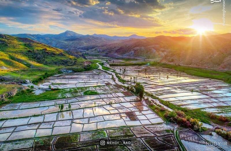 عکس/ غروب دل‌انگیز آفتاب از نمای شالیزار