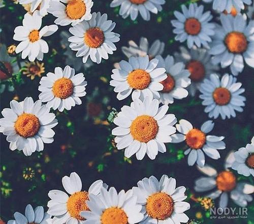 عکس پروفایل زیبا و خاص اینستاگرام