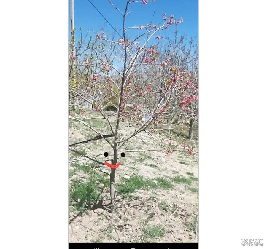 کلمات هم آوا کلمات هم آوا
