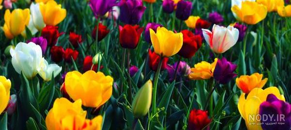 یه عکس زیبا برای واتساپ ️ [ بهترین تصاویر ]