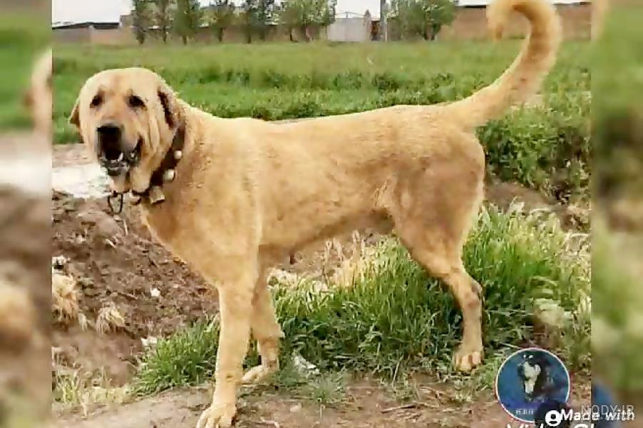 Kaiko ( toole Div ) Kurdish Dog Pshdar. Kurdish Pshdar Dog from ... Kaiko ( toole Div ) Kurdish Dog Pshdar. Kurdish Pshdar Dog from ...