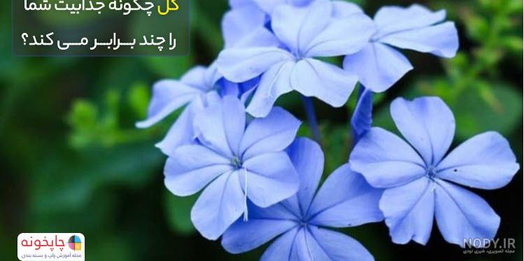 100 عکس گل زیبا برای پروفایل ❤️❤️ 100 عکس گل زیبا برای پروفایل ❤️❤️