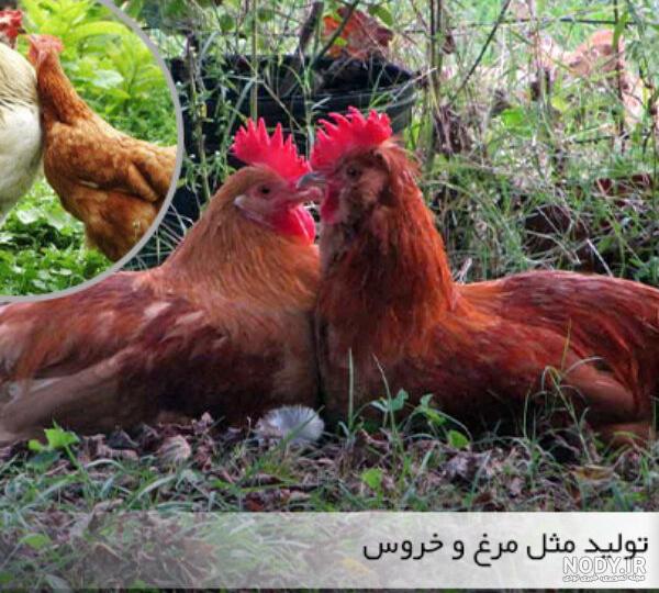 انواع نژاد ها و گونه های مرغ عشق | انجمن اختصاصی مرغ عشق انواع نژاد ها و گونه های مرغ عشق | انجمن اختصاصی مرغ عشق