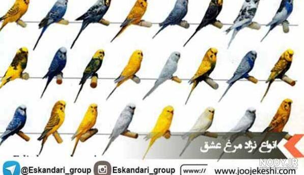 انواع نژادهای مرغ عشق انواع نژادهای مرغ عشق