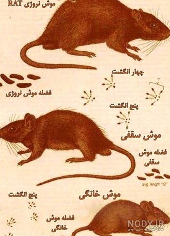 تو برنج هایی که دم میکردم فکر کنم فضله موش دیدم!!.. حکمش چیست ؟ تو برنج هایی که دم میکردم فکر کنم فضله موش دیدم!!.. حکمش چیست ؟