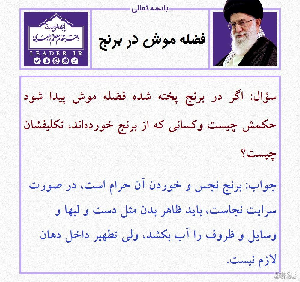 تشخیص فضله موش | دنیای حیوانات تشخیص فضله موش | دنیای حیوانات