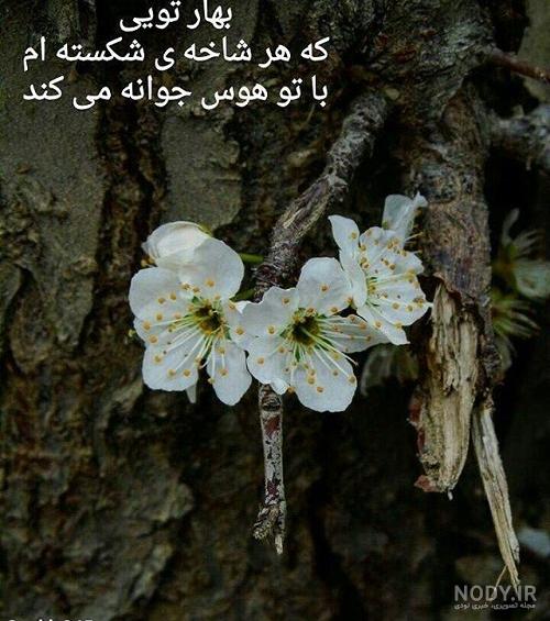 زیباترین عکس شکوفه گلهای بهاری زیباترین عکس شکوفه گلهای بهاری