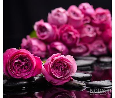 عکس های زیبای گل عکس های زیبای گل