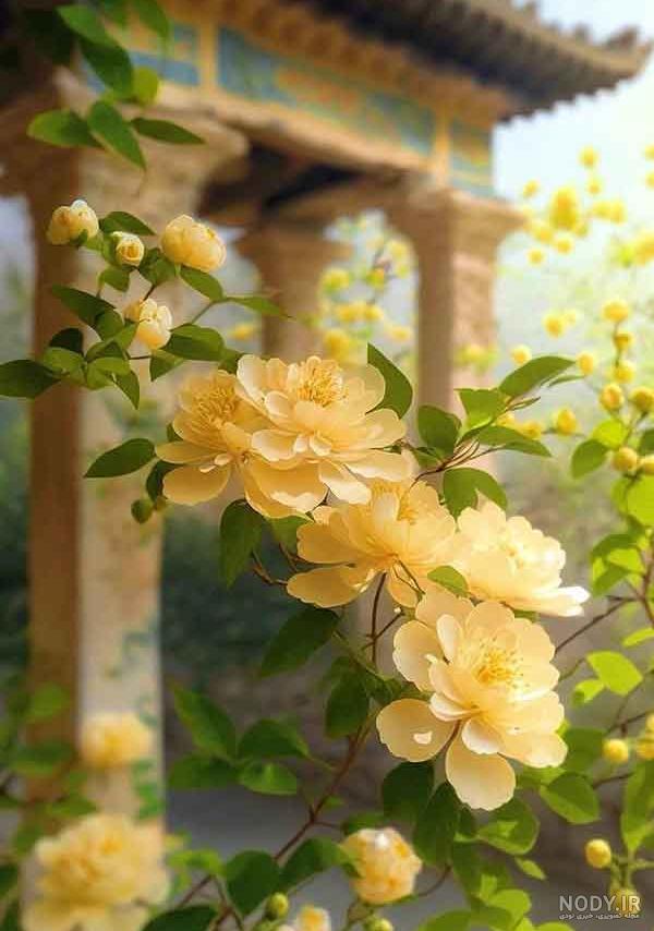 عکس های زیبای گل رز عکس های زیبای گل رز