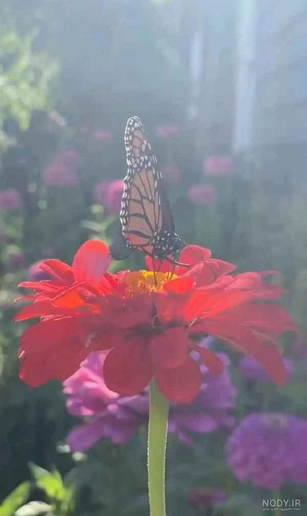 عکس های زیبای گل ها عکس های زیبای گل ها