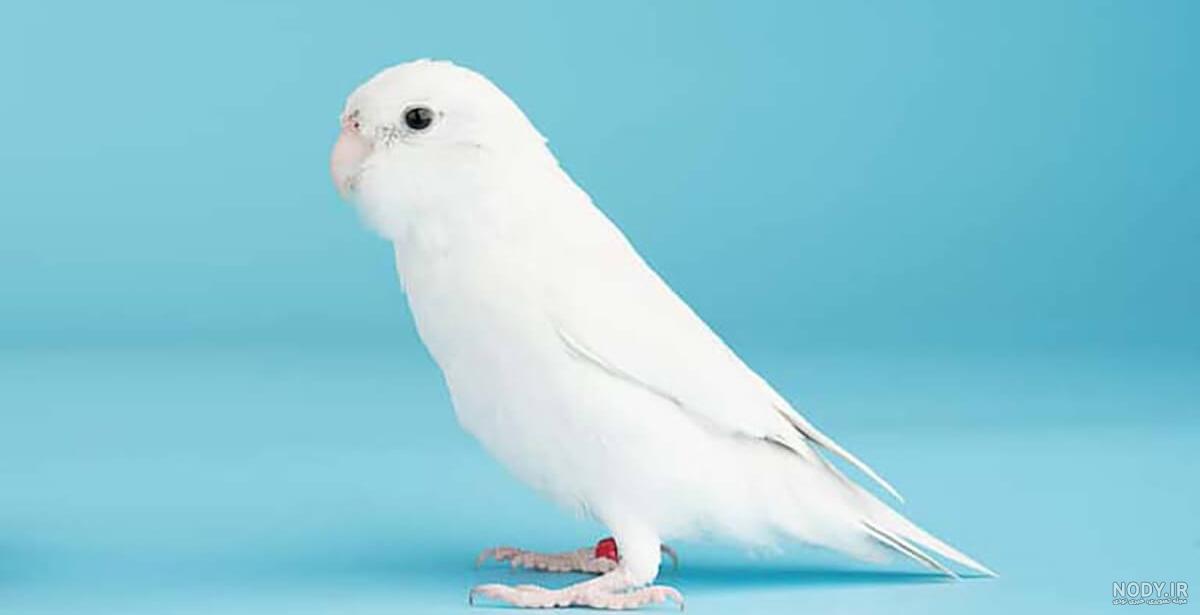 عکس سگ ژرمن شپرد ماده عکس سگ ژرمن شپرد ماده