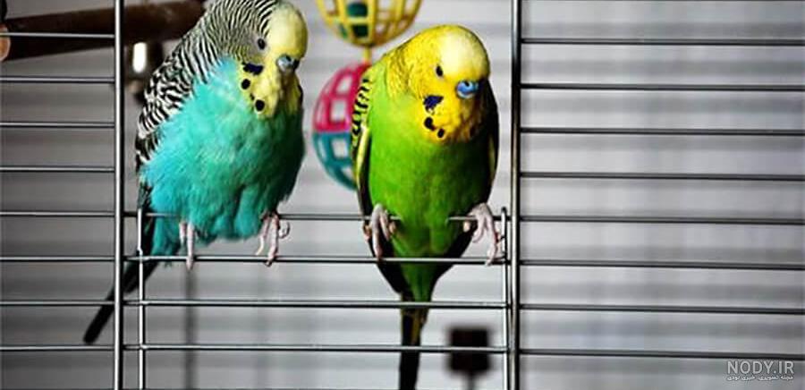 عکس سگ ژرمن شپرد ماده عکس سگ ژرمن شپرد ماده