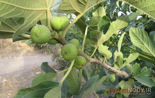 عکس شکوفه انجیر عکس شکوفه انجیر
