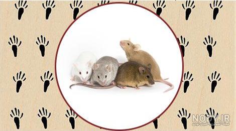 عکس فضله موش پخته شده عکس فضله موش پخته شده