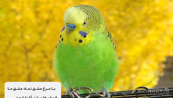 عکس مرغ عشق معمولی عکس مرغ عشق معمولی