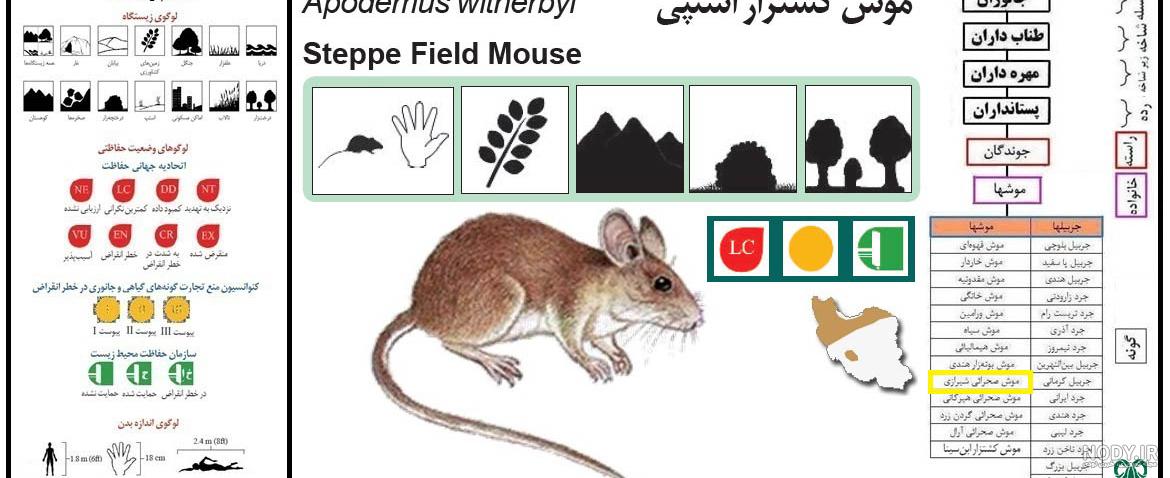 عکس موش های صحرایی عکس موش های صحرایی
