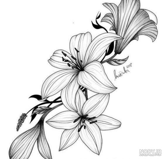 عکس نقاشی گل یاس عکس نقاشی گل یاس