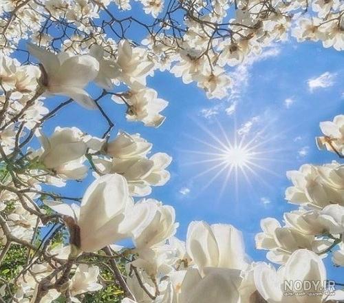 عکس نوشته های بهاری برای پروفایل شاد و خاص | اشعار و متن عاشقانه بهار عکس نوشته های بهاری برای پروفایل شاد و خاص | اشعار و متن عاشقانه بهار
