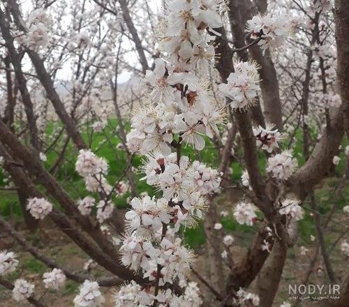 عکس نوشته زیبا و عاشقانه بهاری برای پرفایل [متن های فصل بهار!]