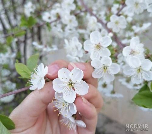 عکس نوشته زیبا و عاشقانه بهاری برای پرفایل [متن های فصل بهار!]