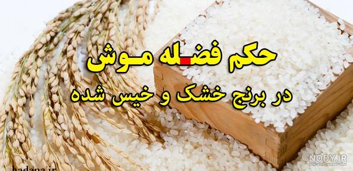 مدفوع عکس فضله موش در برنج پخته شده مدفوع عکس فضله موش در برنج پخته شده