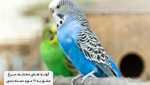 مرغ عشق را بیشتر بشناسید + نوع تغذیه و پرورش آن مرغ عشق را بیشتر بشناسید + نوع تغذیه و پرورش آن