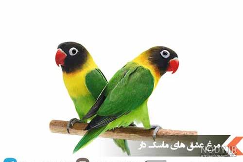 مرغ عشق را بیشتر بشناسید + نوع تغذیه و پرورش آن مرغ عشق را بیشتر بشناسید + نوع تغذیه و پرورش آن