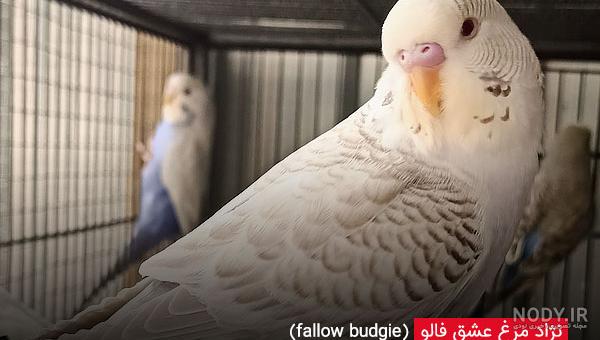 مرغ عشق را بیشتر بشناسید + نوع تغذیه و پرورش آن مرغ عشق را بیشتر بشناسید + نوع تغذیه و پرورش آن