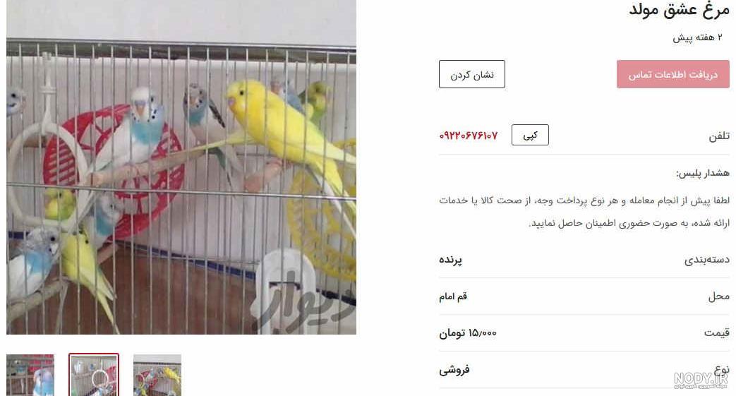 معرفی زیباترین نژادهای مرغ عشق - چیکن دیوایس معرفی زیباترین نژادهای مرغ عشق - چیکن دیوایس