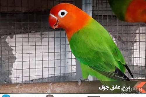 معرفی زیباترین نژادهای مرغ عشق - چیکن دیوایس معرفی زیباترین نژادهای مرغ عشق - چیکن دیوایس