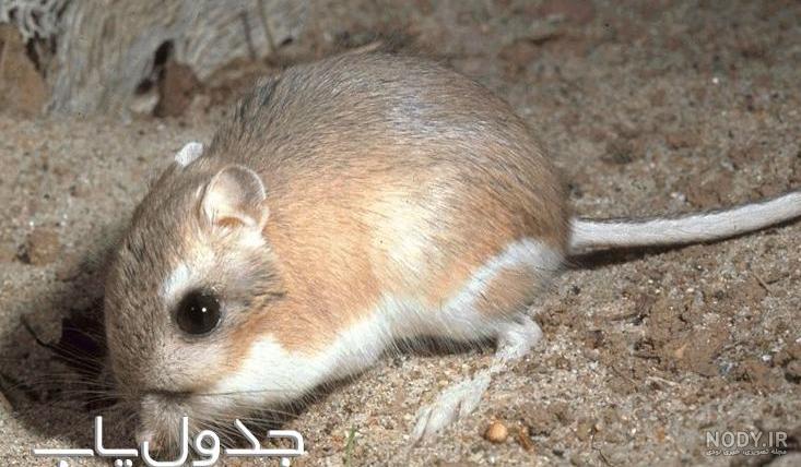 موش صحرایی - ایران طرح موش صحرایی - ایران طرح