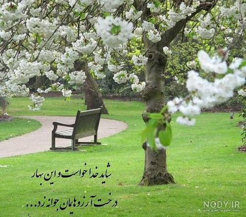 نقاشی بسیار زیبای شکوفه های سفید بهاری روی شاخه درخت نقاشی بسیار زیبای شکوفه های سفید بهاری روی شاخه درخت