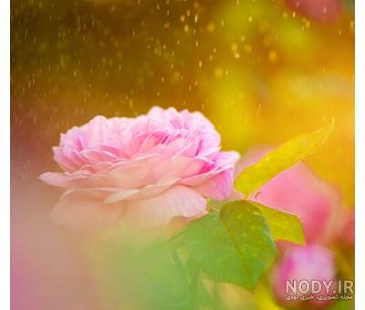 نقاشی گل سرخ زیبا نقاشی گل سرخ زیبا