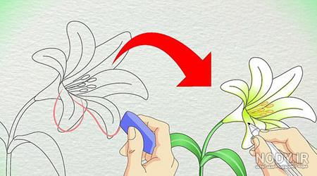 نقاشی گل یاسمن نقاشی گل یاسمن