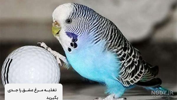 نکات جالب درباره انواع مرغ عشق براساس رنگ و نژاد - پت پرس نکات جالب درباره انواع مرغ عشق براساس رنگ و نژاد - پت پرس