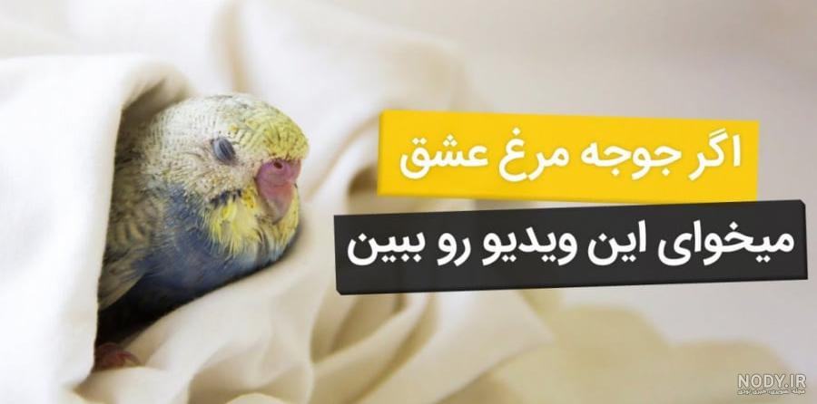 گالری تصاویر کلیور :: مجموعه مرغ عشق کلیور گالری تصاویر کلیور :: مجموعه مرغ عشق کلیور
